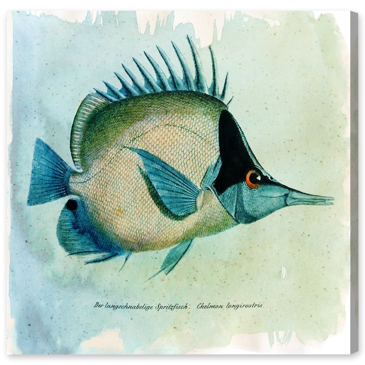 Amazon.co.jp: Oliver Gal バタフライフィッシュ キャンバスアート 16